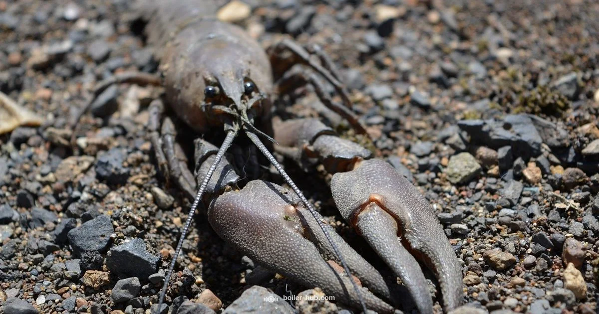 Loco Crawfish 150 qt - Boiler Hub