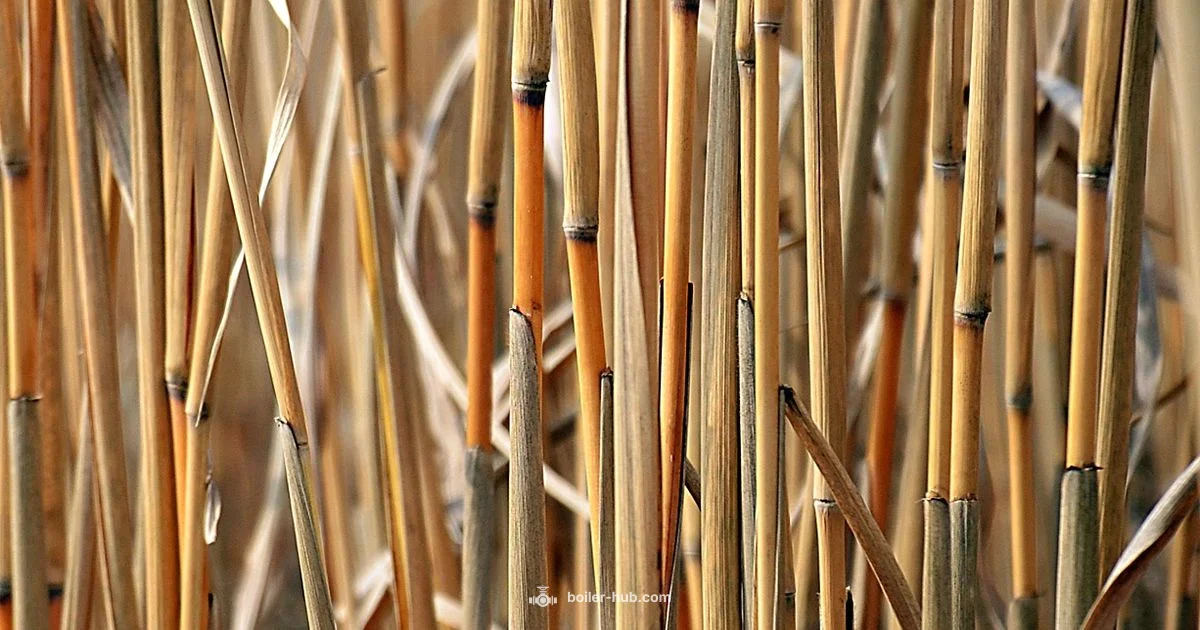 Biomass Heating Guide - Boiler Hub