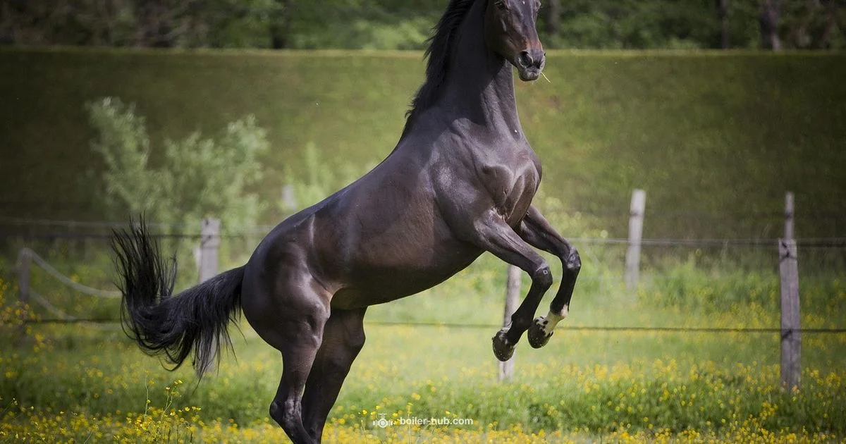 Noisy Boiler Pipes - Boiler Hub