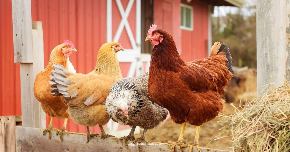 Boiler vs Broiler Boiler vs Broiler - Boiler Hub