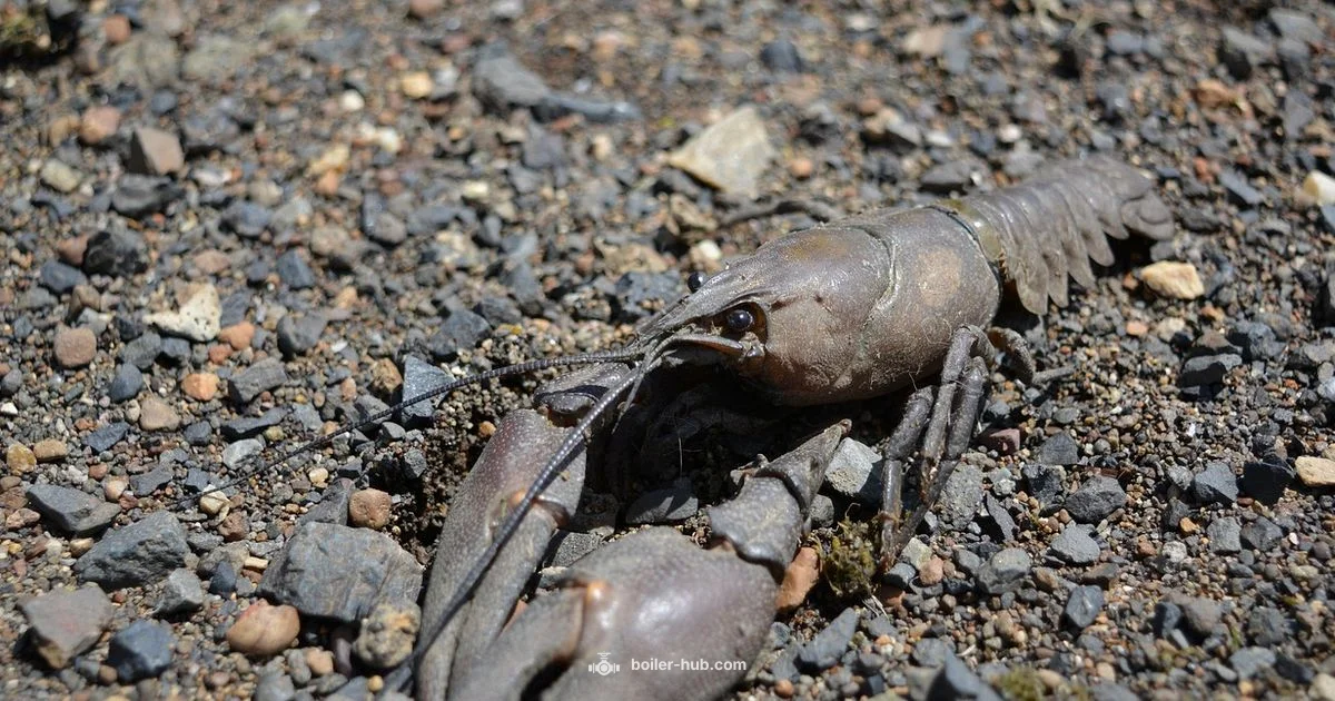 Crawfish Boiler Parts - Boiler Hub
