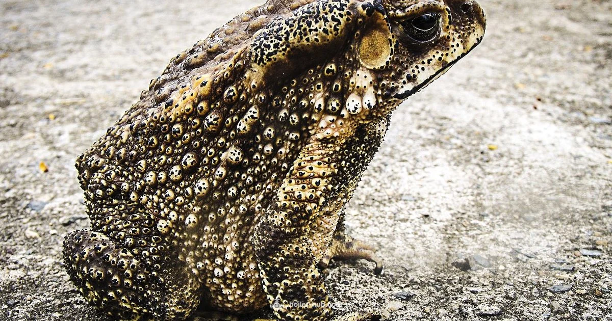 Toad & Boiler Safety - Boiler Hub