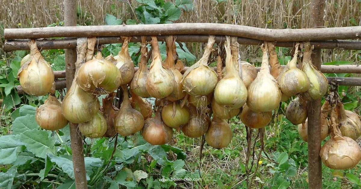 Pearl vs Boiler Onions - Boiler Hub